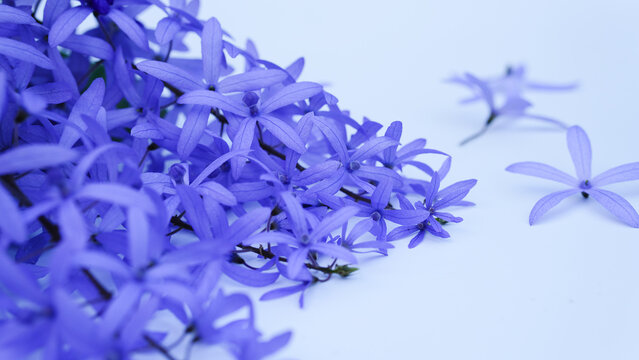Close-up Petrea volubilis beautiful purple flower blossom with green leaves isolated on white background, known as purple wreath, queen's wreath, sandpaper vine, and nilmani.