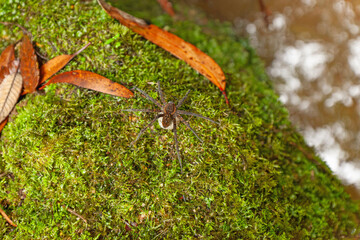 Weibliche Spinne, Riesenkrabbenspinne, mit großem weißem Kokon in den Blue Mountains, New South Wales, Australien.