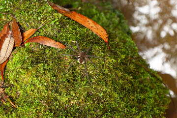 Weibliche Spinne, Riesenkrabbenspinne, mit großem weißem Kokon in den Blue Mountains, New South Wales, Australien.