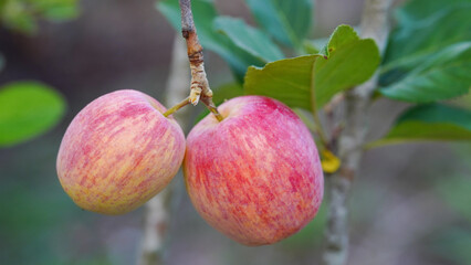 Anna apples hanging on a tree, ready to be picked