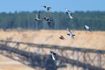 Haustauben Schwarm im Flug