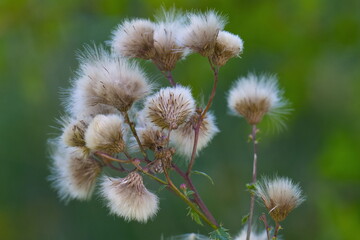 Obraz premium Samen der Acker-Kratzdistel