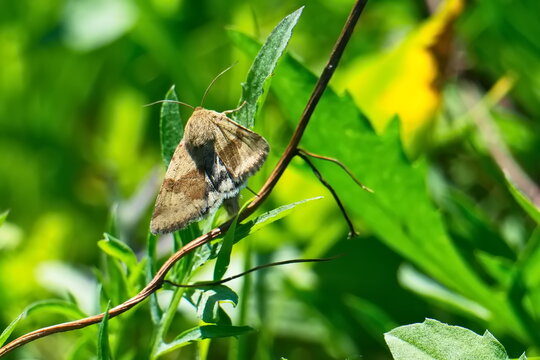 Karden-Sonneneule (Heliothis viriplaca)