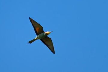 Fliegender Bienenfresser in Sachsen