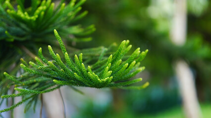 Araucaria heterophylla (Salisb.) Franco Norfolk Island-pine