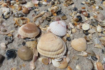 Seashells on the beach in Atlantic coast of North Florida