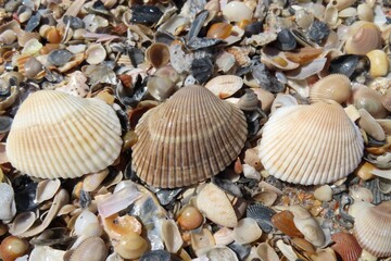 Seashells on the beach in Atlantic coast of North Florida