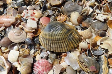 Seashells on the beach in Atlantic coast of North Florida