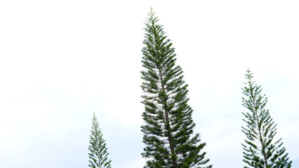 House pine or Norfolk Island pine. Scientific name: Araucaria heterophylla (Salisb.) Franco. Pine against bright sky background. A large tree with a specific shape branched into tiers, tiered shape