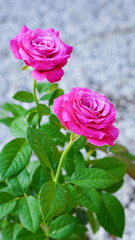 Close-up of two pink roses on a blurred background
