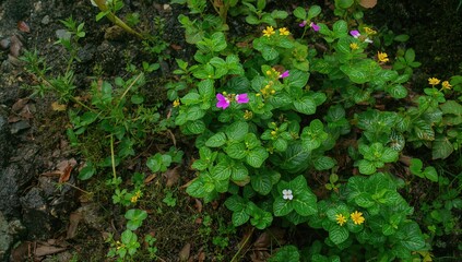 Fototapeta premium Small plants thriving in rocky damp environments, showcasing resilience