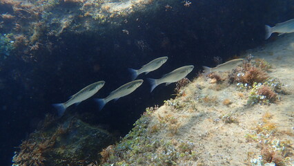 Golden grey mullet (Chelon auratus) undersea, Ligurian Sea, Italy, Imperia