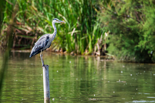 Grey heron (Ardea cinerea) perched on a post in a wetland on the coast of Granada, Spain