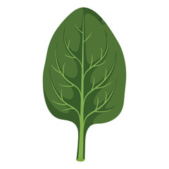 A single fresh green spinach leaf illustration isolated.