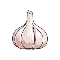 Fresh garlic bulb isolated on white background showing detailed cloves.