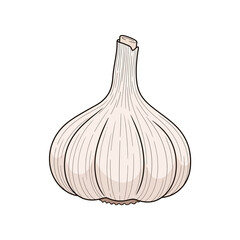 Fresh Garlic Bulb Isolated on White Background.