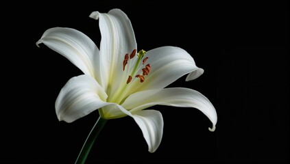 Fototapeta premium White lily close-up on dark backdrop, suitable for editorial header background
