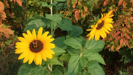 Western honey bee on a sunflower, beneficial pollinator for plant growth