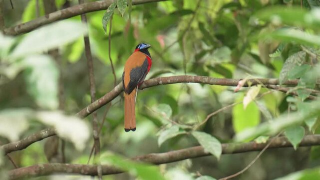 Red-naped Trogon (Harpactes kasumba) perch on branch. Bird watching in natural habitats in the forest.