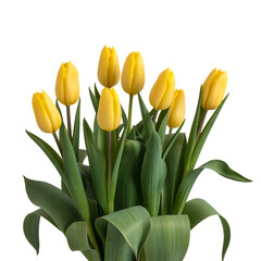 Yellow Tulips Flower Bouquet Isolated on Transparent Background