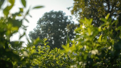 Fototapeta premium Green vegetables on a plate, fiber-dense choice