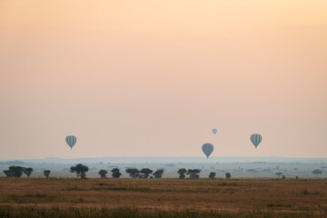Hot air balloons rising over the Serengeti, Tanzania, Africa, in the mornign, as the sun rises