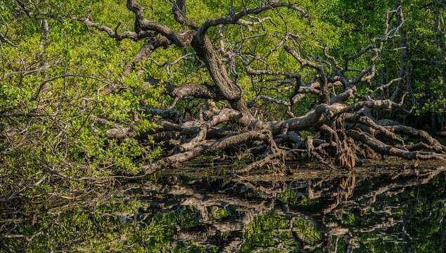 Bright day in wetland, serene reflection of overgrown trees in tranquil water