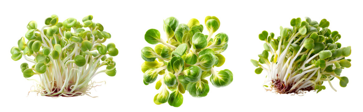 Three clusters of fresh green sprouts with white stems and roots on a black background studio shot