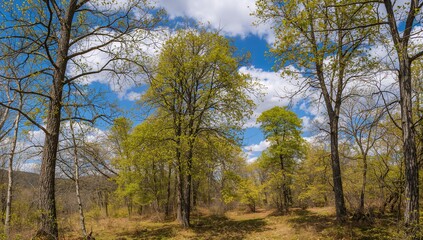 Obraz premium Trees with lush foliage beneath a clear blue sky, seasonal change