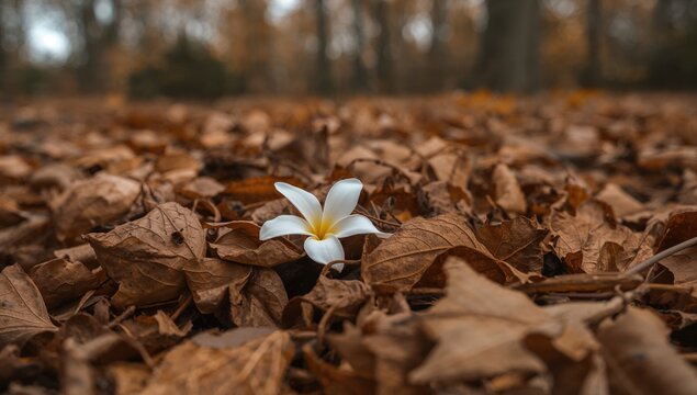 Fresh white flower resting on a bed of dried leaves, seasonal change - Powered by Adobe
