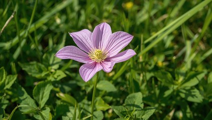 Fototapeta premium Vibrant clematis bloom showcasing summer's natural beauty with lush greenery and floral elegance