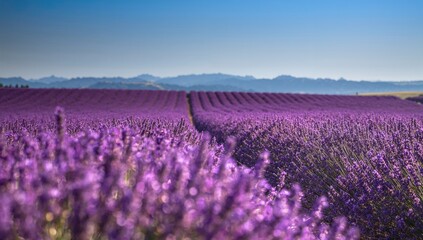 Lavender field in bloom, ideal backdrop for wellness themes