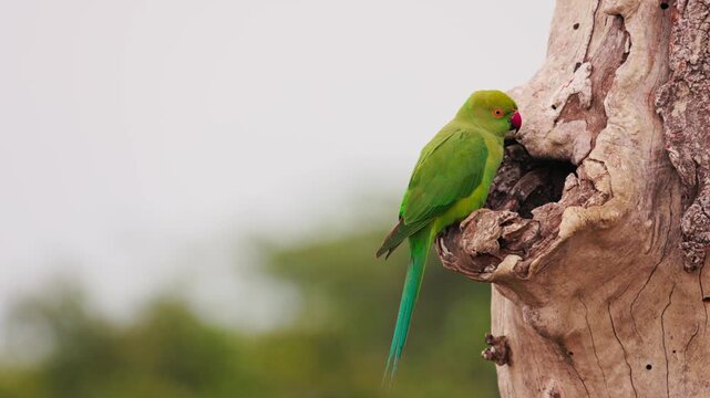 Slow motion video of green parakeet sitting near its nest hole on a tree in Sri Lanka. Tropical bird behavior in natural habitat, perfect for wildlife documentaries and nature films. Safari in Asia.