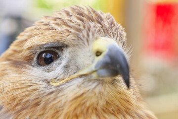 Hawk portrait. Bird in nature.
