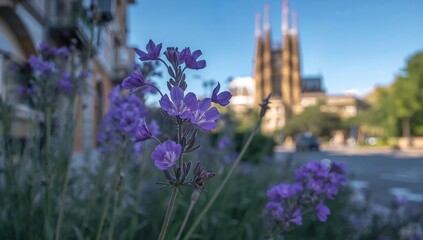Wild lavender flourishing in an urban environment, highlighting urban density