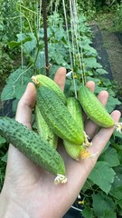 cucumbers