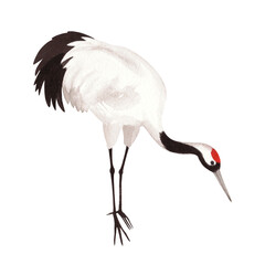 Japanese red-crown crane. Watercolor illustration of crane. Delicate illustrations for fabric, wallpaper, greeting cards, design, decoration and illustration.