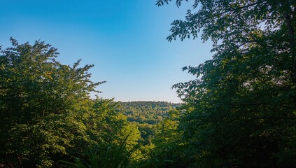 Obraz premium A clear blue sky with trees, showcasing seasonal change