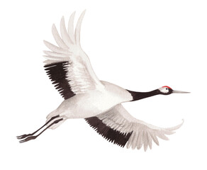 Obraz premium Flying japanese red-crown crane. Watercolor illustration of crane. Delicate illustration for fabric, wallpaper, greeting cards, design, decoration and illustration.