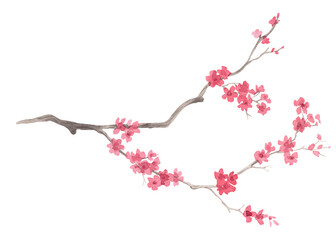 Obraz premium Sakura. Watercolor handmade collection of sakura. Delicate illustrations for fabric, wallpaper, greeting cards, design, decoration and illustration.