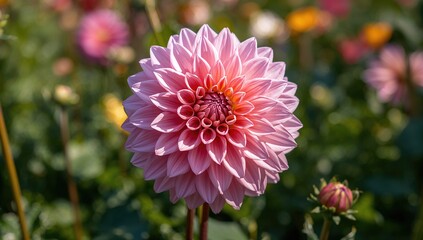 Fototapeta premium A detailed view of a blooming Dahlia flower in a colorful garden, showcasing seasonal beauty