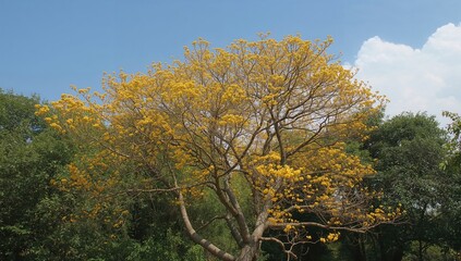 Indian Laburnum Tree, medium-sized deciduous tree featuring large blooms, seasonal change