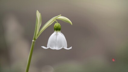 Obraz premium Uncommon pale bluebell species