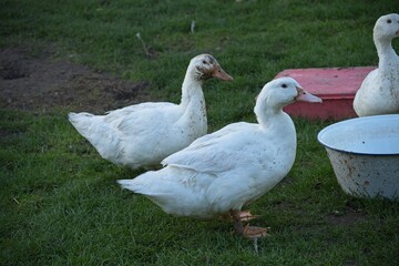 ducks on an organic farm