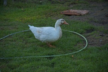 duck on an organic farm