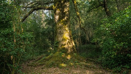 Obraz premium Moss-Covered Tree Surrounded By Forest, erosion risk