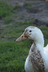 duck on an organic farm