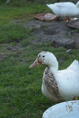 duck on an organic farm