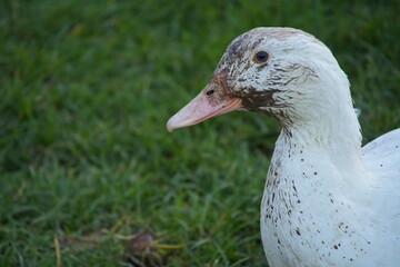 duck on an organic farm