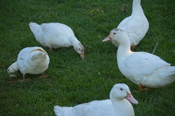 ducks on an organic farm